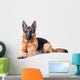 German Shepherd isolated on white background 