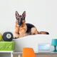 German Shepherd isolated on white background 