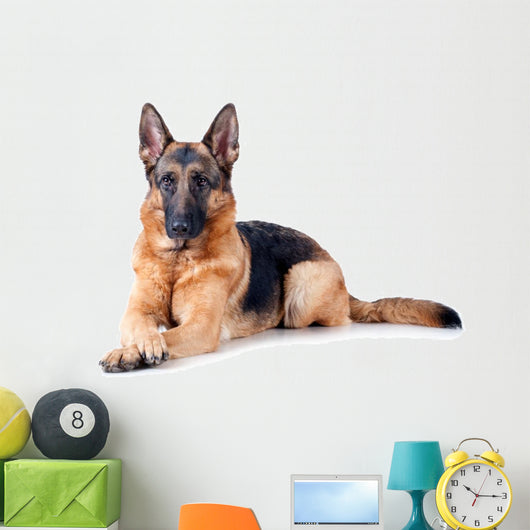 German Shepherd isolated on white background 