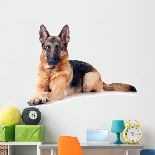 German Shepherd isolated on white background 