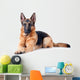 German Shepherd isolated on white background 
