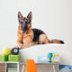 German Shepherd isolated on white background 
