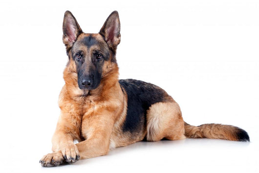 German Shepherd isolated on white background 