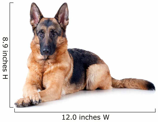 German Shepherd isolated on white background 