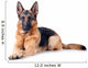 German Shepherd isolated on white background 