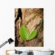 Buchenbltter Wall Mural