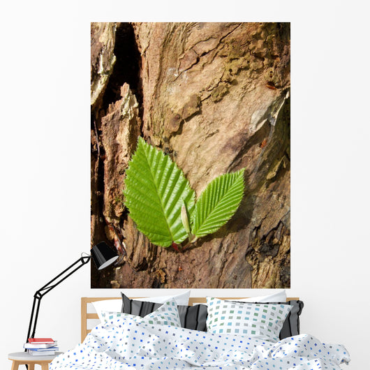 Buchenbltter Wall Mural