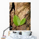Buchenbltter Wall Mural