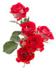 Red rose flower bouquet isolated on white background cutout Wall Decal