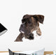 Boxer on a White Background 