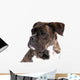 Boxer on a White Background 