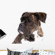 Boxer on a White Background 