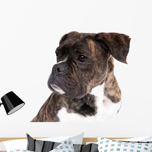 Boxer on a White Background 