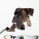 Boxer on a White Background 