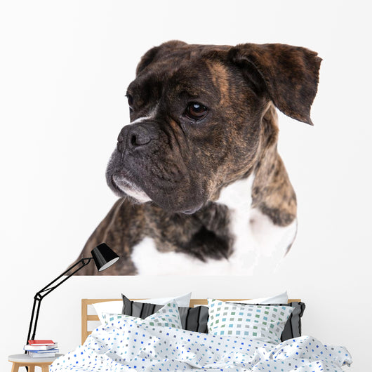 Boxer on a White Background 