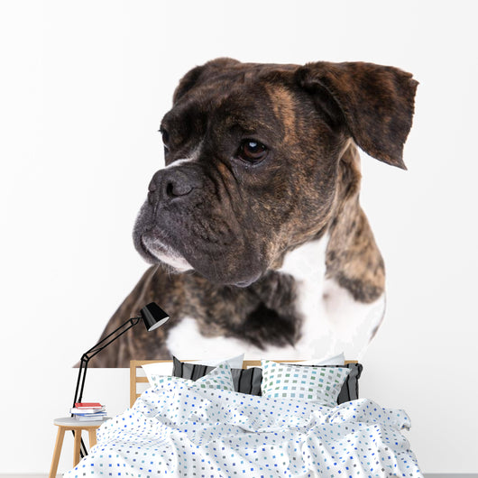 Boxer on a White Background 