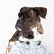 Boxer on a White Background 