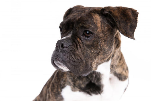 Boxer on a White Background 