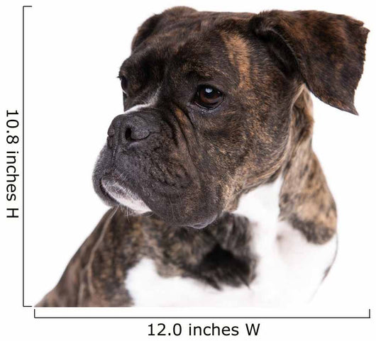 Boxer on a White Background 