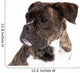 Boxer on a White Background 