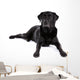 Black Labrador Retriever Dog on a White Background Wall Decal