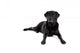 Black Labrador Retriever Dog on a White Background Wall Decal