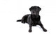 Black Labrador Retriever Dog on a White Background Wall Decal
