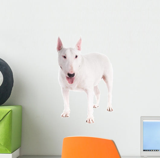Bull Terrier Dog on a White Background 