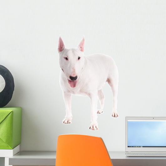 Bull Terrier Dog on a White Background 