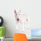 Bull Terrier Dog on a White Background 