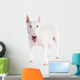 Bull Terrier Dog on a White Background 