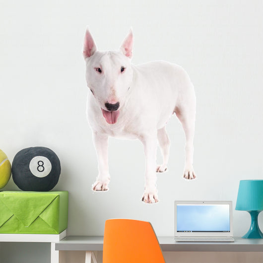 Bull Terrier Dog on a White Background 