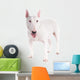 Bull Terrier Dog on a White Background 