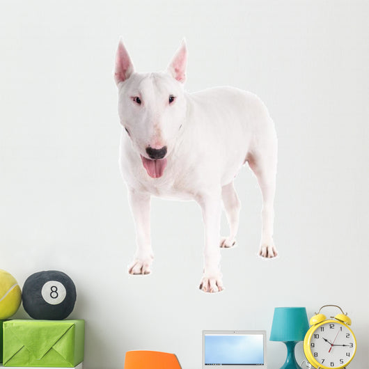 Bull Terrier Dog on a White Background 