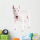 Bull Terrier Dog on a White Background 