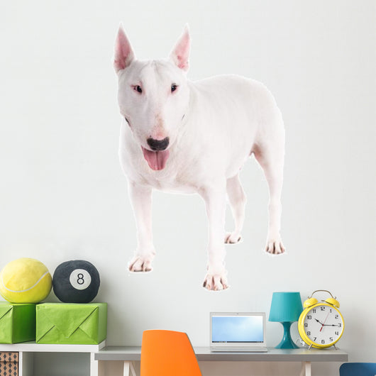 Bull Terrier Dog on a White Background 