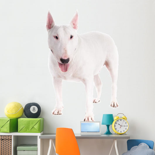 Bull Terrier Dog on a White Background 