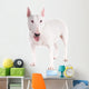 Bull Terrier Dog on a White Background 