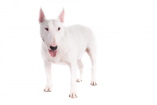 Bull Terrier Dog on a White Background 