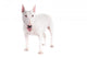 Bull Terrier Dog on a White Background 