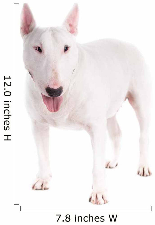 Bull Terrier Dog on a White Background 