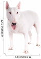 Bull Terrier Dog on a White Background 