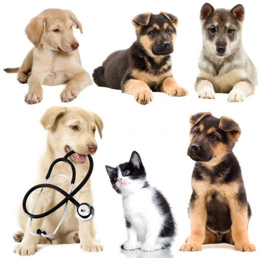 Veterinary Pets Puppy Wall Decal