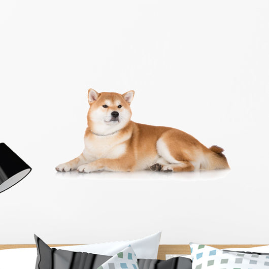 Red Shiba Inu Dog Wall Decal