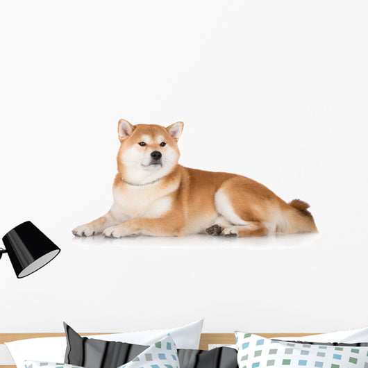 Red Shiba Inu Dog Wall Decal