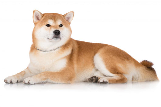 Red Shiba Inu Dog Wall Decal