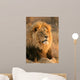 Big Male Lion Wall Decal