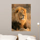 Big Male Lion Wall Decal