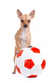 Little soccer dog Wall Decal