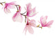 Pink spring magnolia flowers branch 